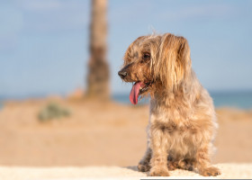 Cute,Yorkshire,Terrier,Dog,At,Beach,In,Summer,With,Tongue
