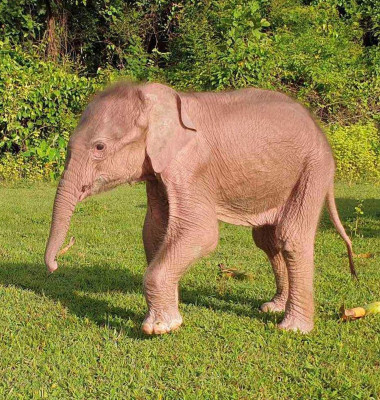 elefant alb