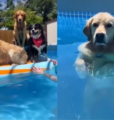 Câini la piscină/ Foto: Captură video Instagram