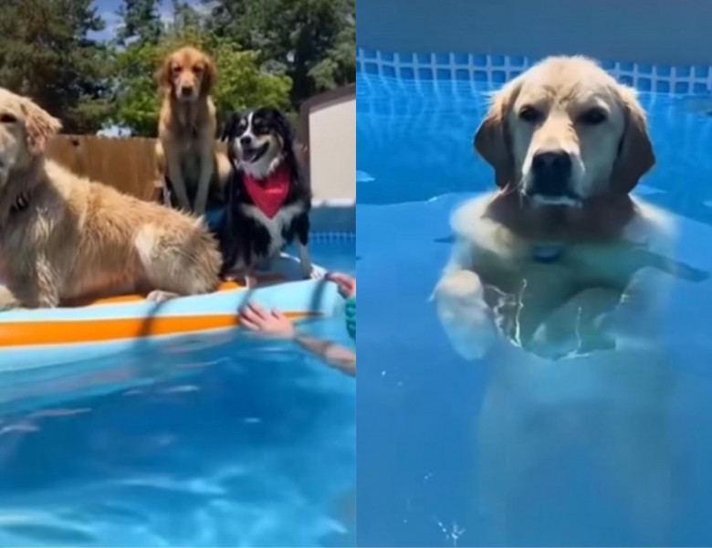 Câini la piscină/ Foto: Captură video Instagram