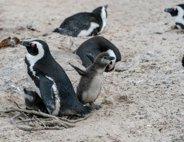 Penguins,In,South,Africa