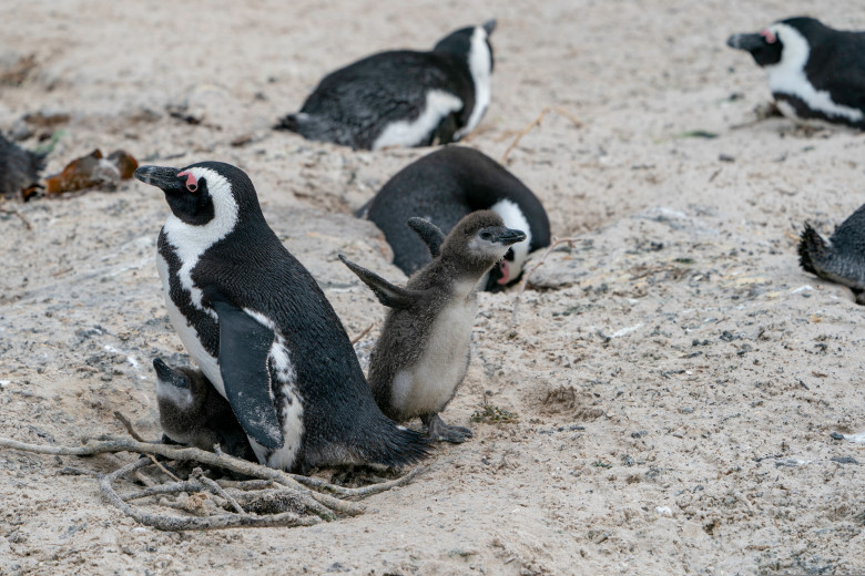 Penguins,In,South,Africa