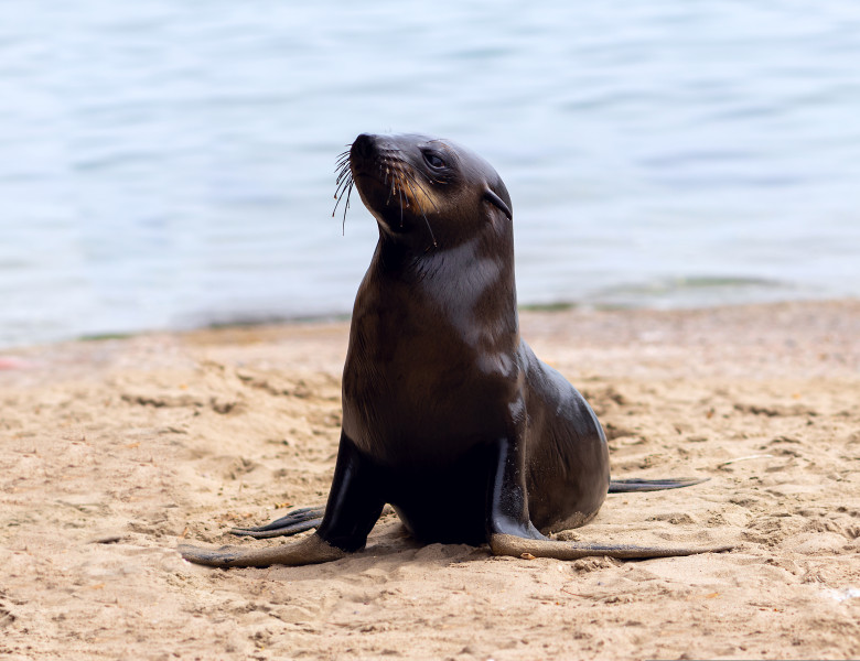 Close,Up,Of,A,Baby,Seal,With,A,Blurred,Background.