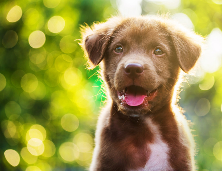 Portrait,Of,Brown,Cute,Happy,Labrador,Retriever,Puppy,With,Sunset