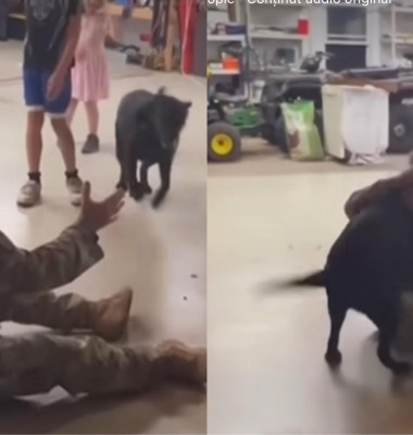 Reacția unui câine când stăpânul se întoarce acasă din misiune/ Foto: Captură video
