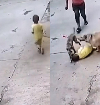 Momentul incredibil când un câine salvează un copil/ Tik Tok