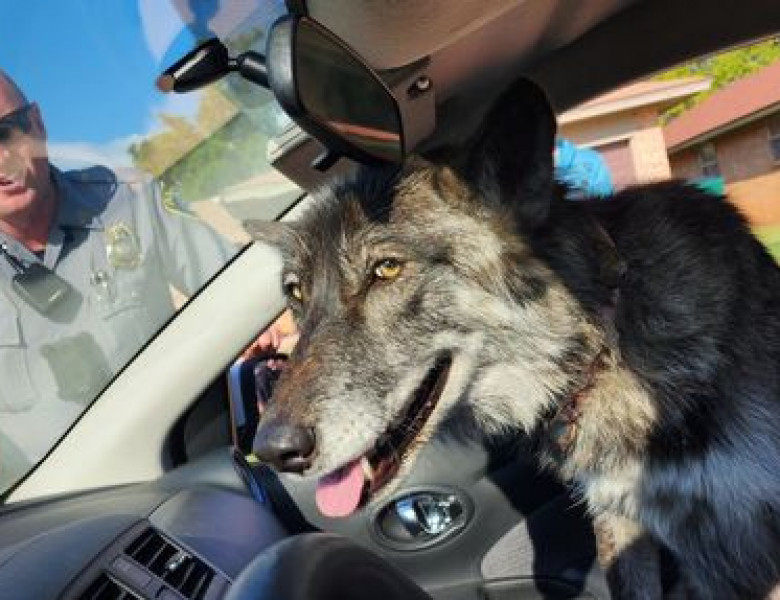 Câine lup/ Twitter Poliția din Oklahoma