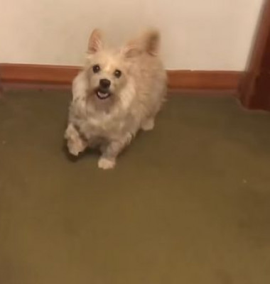 Câine care șchiopătează/ Reddit