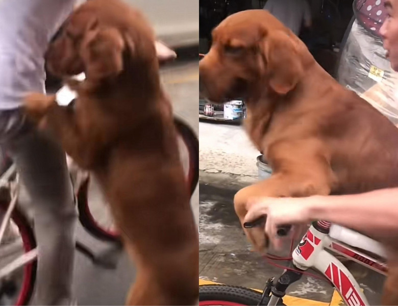 Imagini virale cu un câine care merge pe bicicletă/ TikTok