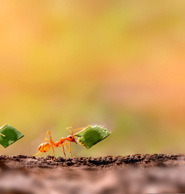 Two,Ants,Are,Carrying,On,Leaves,.amazing,Strong,Ants.