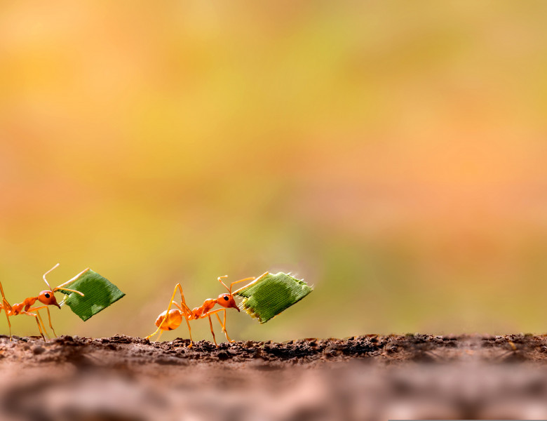 Two,Ants,Are,Carrying,On,Leaves,.amazing,Strong,Ants.