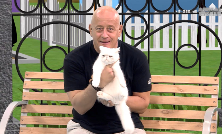Cum îngrijești pisicile persane. Flavius Băguci îți dezvăluie toate secretele sâmbătă, la Digi Animal Club