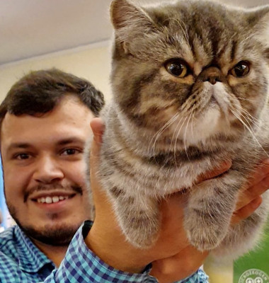 Cum îngrijești pisicile persane. Flavius Băguci îți dezvăluie toate secretele sâmbătă, la Digi Animal Club