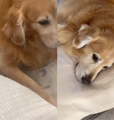 Un câine adoarme de fiecare dată când pune capul pe pernă/ TikTok
