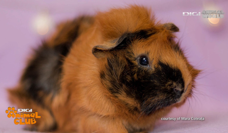 Cum trebuie să îngrijim un porcușor de Guineea și care sunt nevoile lui aflăm mâine, la Digi Animal Club