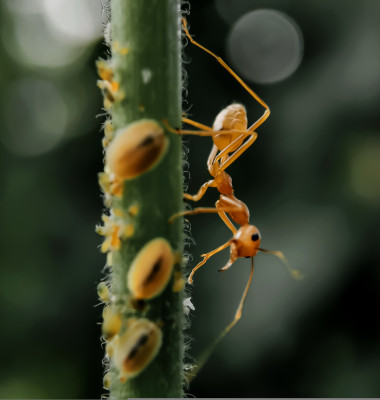 Electric,Ant,With,Other,Small,Insects