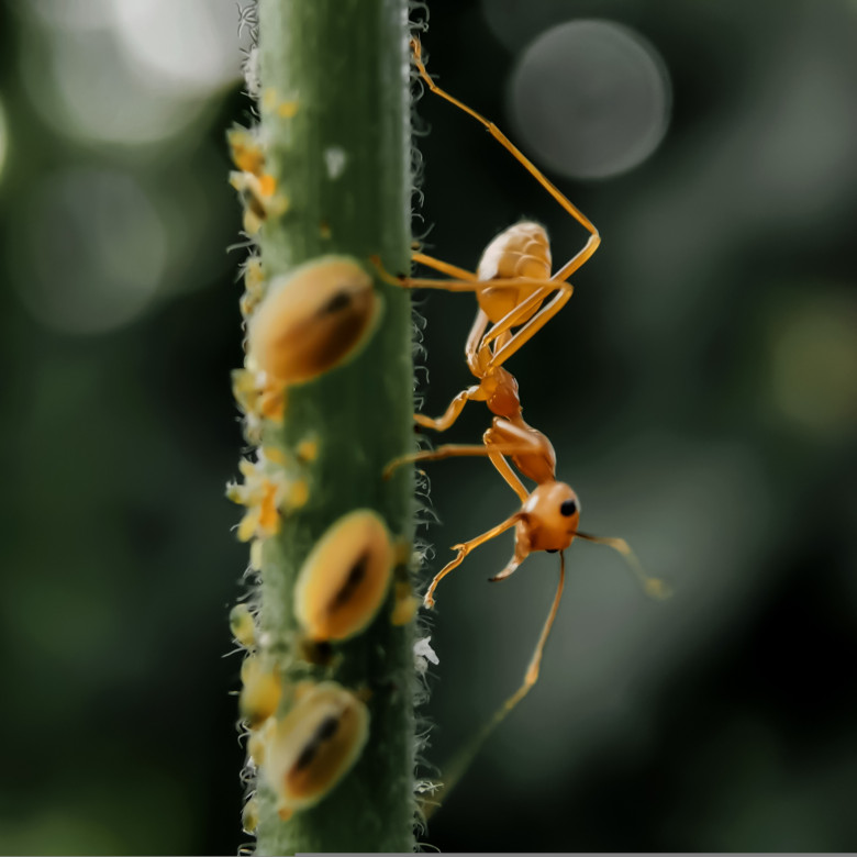 Electric,Ant,With,Other,Small,Insects