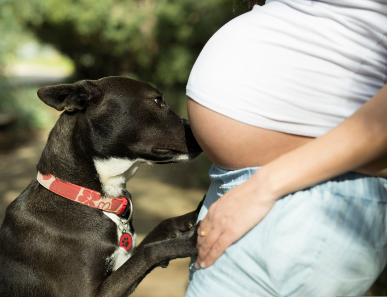 Reacția unui câine când simte mișcările unui bebeluș din burtica mamei/ Shutterstock