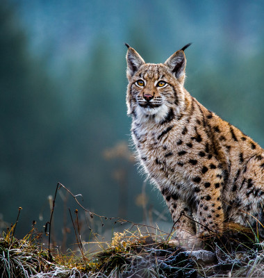 Eurasian,Lynx