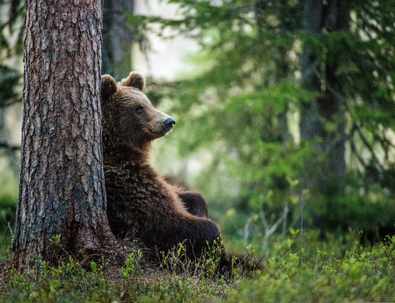 Wild,Adult,Brown,Bear,(,Ursus,Arctos,),In,The