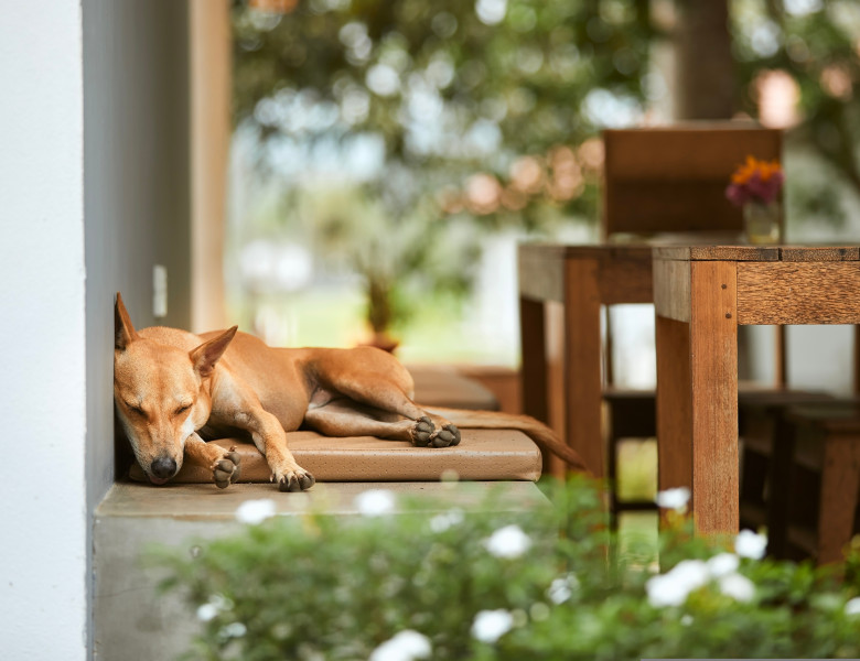 Un bărbat, șocat de poziția demonică în care doarme câinele său/ Shutterstock