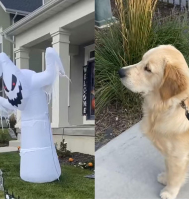 Momentul hilar când un câine se sperie de o decorațiune de Halloween/ Tik Tok