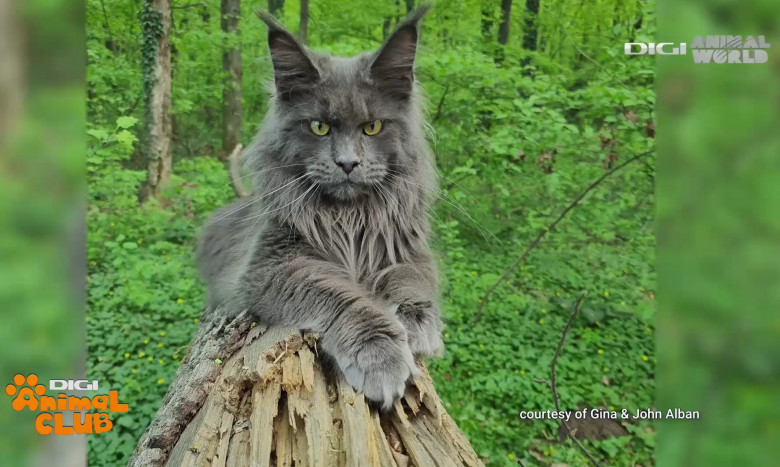 Ce trebuie să știi despre felina Maine Coon, află mâine, la Digi Animal Club