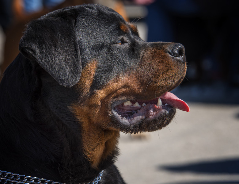 Un câine și-a salvat stăpâna de atacul unui cangur/ Shutterstock
