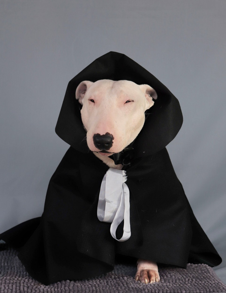 Un câine din rasa Bull Terrier a devenit vedetă de Halloween/ Profimedia