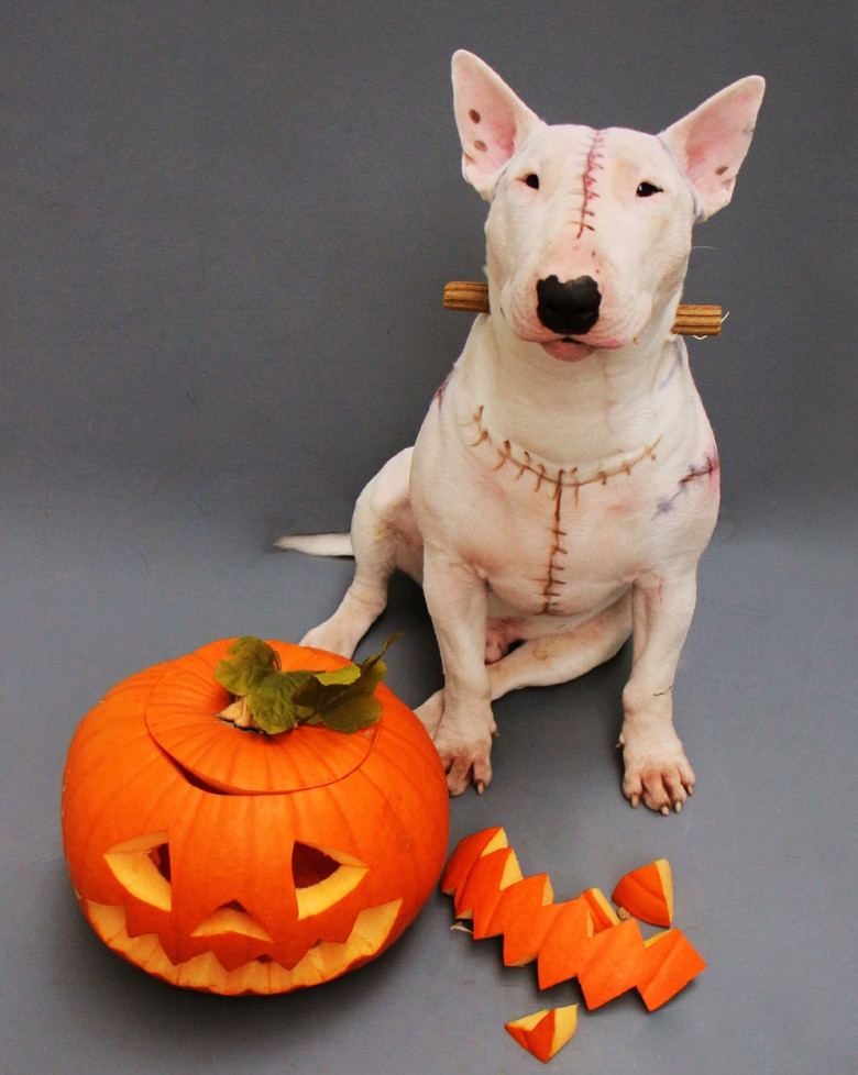 Un câine din rasa Bull Terrier a devenit vedetă de Halloween/ Profimedia