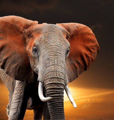 Elephant,On,Sunset,In,National,Park,Of,Kenya,,Africa