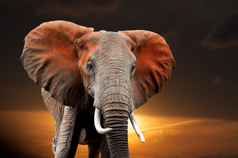 Elephant,On,Sunset,In,National,Park,Of,Kenya,,Africa