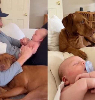 Momentul când un câine îl vede pentru prima dată pe bebelușul familie a topit inimile internauților/ TikTok