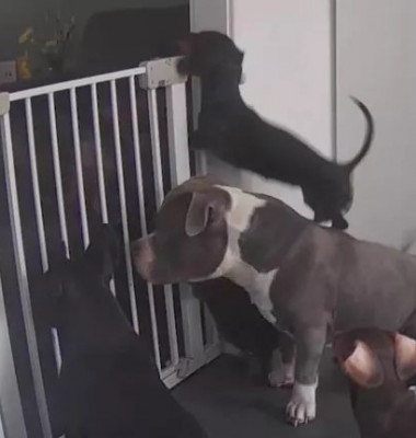 Momentul adorabil când un Teckel se folosește de un Bulldog pentru a sări peste o poartă/ Captură Video