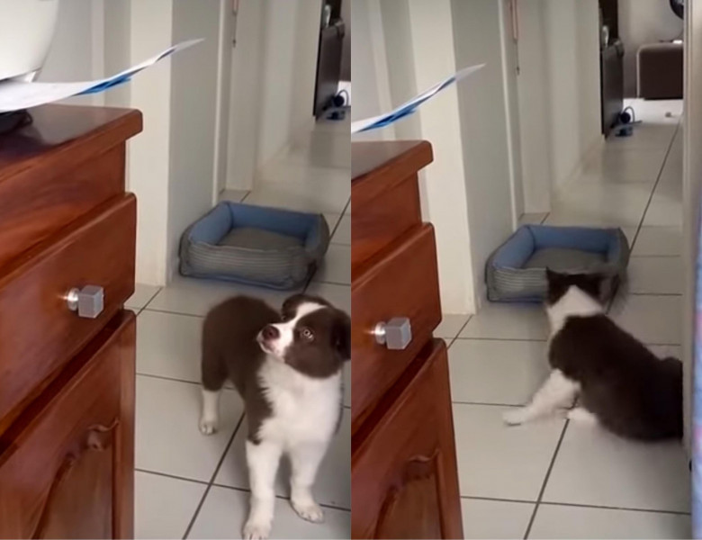 Reacția unui câine când vede o imprimantă a devenit virală/ Instagram