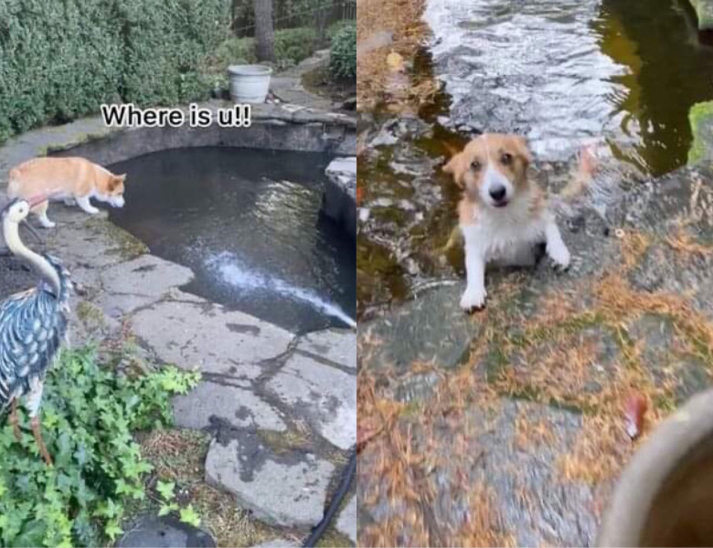 Imagini virale cu un câine care intră în panică după ce peștii familiei au dispărut/ TikTok