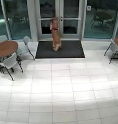 Momentul când un câine ajută un pompier să între în clădire, după ce bărbatul s-a încuiat afară/ Captură video Facebook