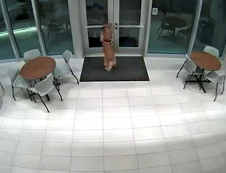 Momentul când un câine ajută un pompier să între în clădire, după ce bărbatul s-a încuiat afară/ Captură video Facebook
