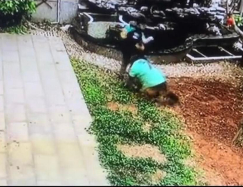 Modul spectaculos prin care un câine a salvat un copil de la înec/ TikTok