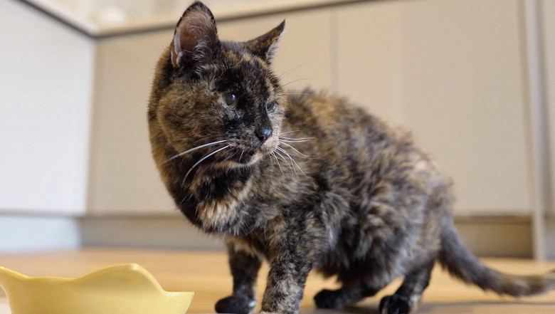 Le plus vieux chat du monde fête son 27ème anniversaire
