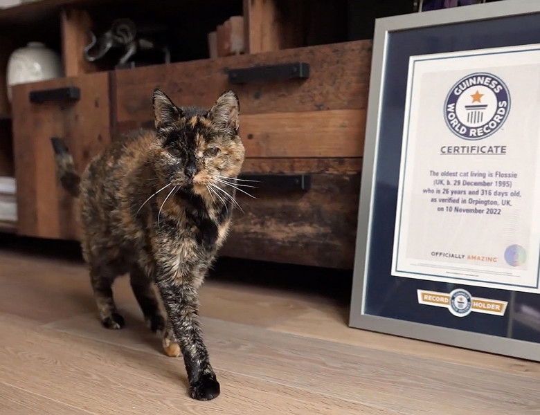 Le plus vieux chat du monde fête son 27ème anniversaire