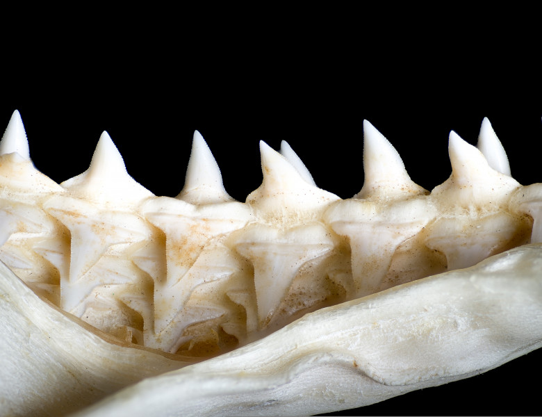 Lower,Teeth,In,Preserved,Jaw,Of,Shark.,When,The,Exposed,