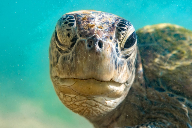 O broască țestoasă i-a făcut cu ochiul unui fotograf/ Profimedia
