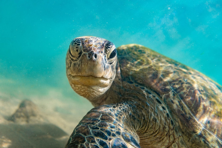 O broască țestoasă i-a făcut cu ochiul unui fotograf/ Profimedia