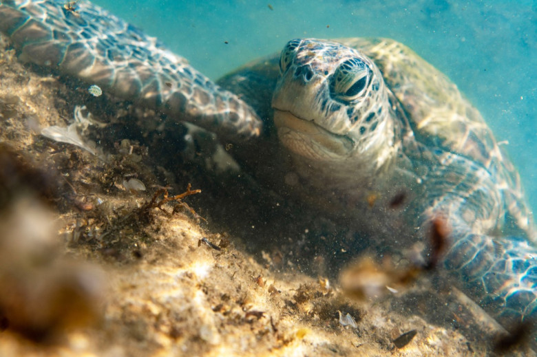 O broască țestoasă i-a făcut cu ochiul unui fotograf/ Profimedia