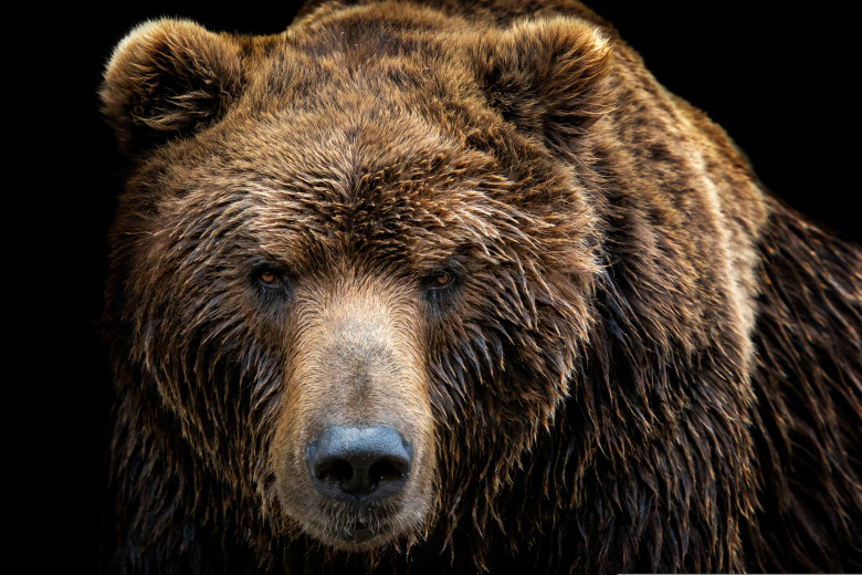 Un urs brun din Albania, va fi eliberat după 20 de ani de captivitate/ Shutterstock