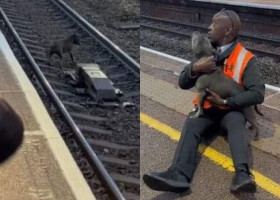Momentul impresionant când un bărbat salvează un câine de pe șinele de tren/ TikTok