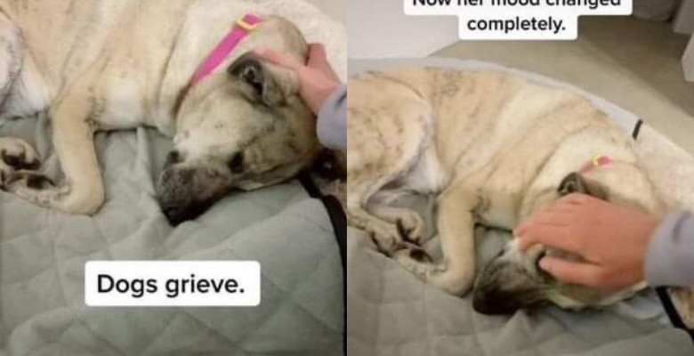 Momentul emoționant când un câine suferă după ce și-a pierdut cel mai bun prieten/ TikTok