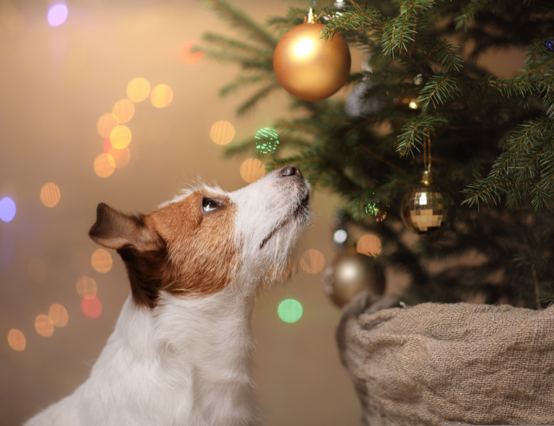 Pomii de Crăciun sunt periculoși pentru animalele de companie/ Shutterstock