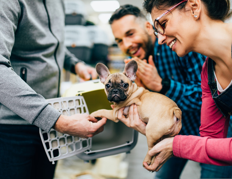 Statul New York va interzice vânzarea de animale de companie în pet shop-uri/ Shutterstock